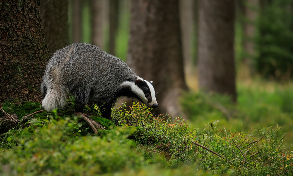 Bovine en faune sauvage Rouffignac Dordogne
