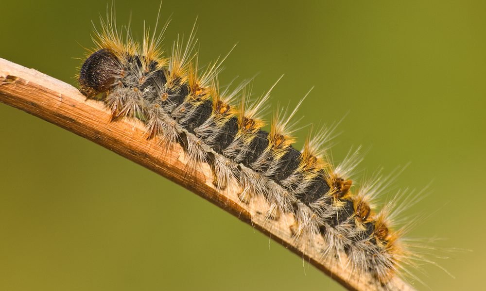 Chenilles processionnaires Rouffignac Dordogne