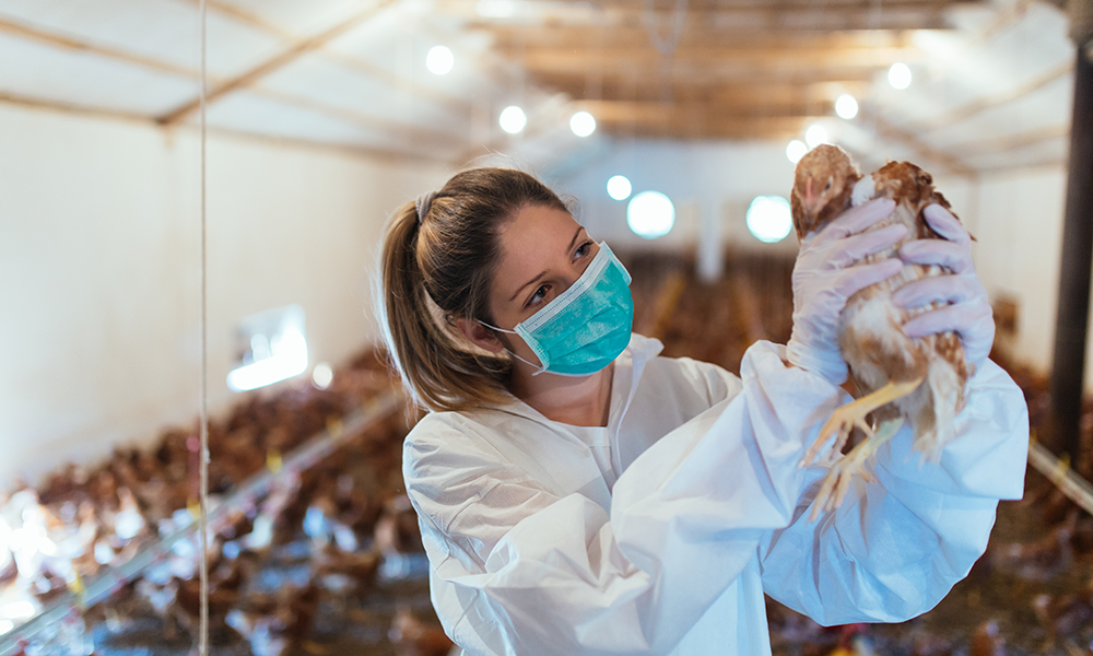 Grippe aviaire Rouffignac Dordogne